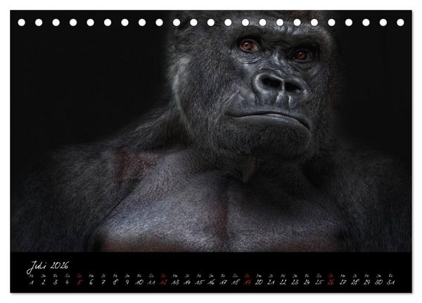 Produktbild: Gorilla (Tischkalender 2026 DIN A5 quer), CALVENDO Monatskalender