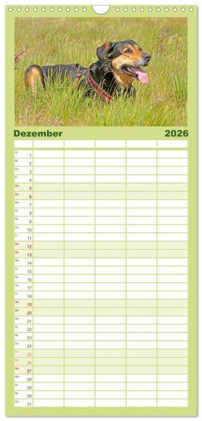 Produktbild: Familienplaner 2026 - Hunde - Beste Freunde der Menschen mit 5 Spalten (Wandkalender, 21 x 45 cm) CALVENDO