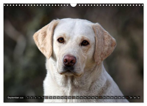Produktbild: Labrador Retriever - Jagdhund mit Charme (Wandkalender 2026 DIN A3 quer), CALVENDO Monatskalender