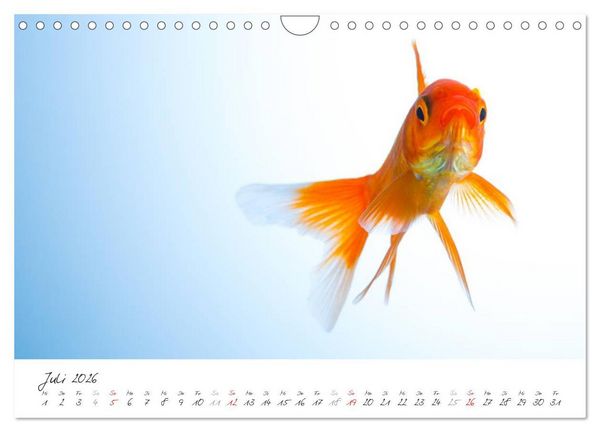 Produktbild: Goldy - mein Goldfisch (Wandkalender 2026 DIN A4 quer), CALVENDO Monatskalender