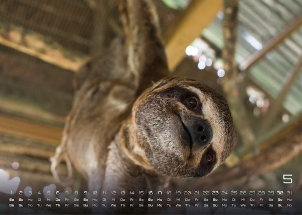 Produktbild: Faultiere &ndash; Chill mal! - 2027 - Kalender DIN A3