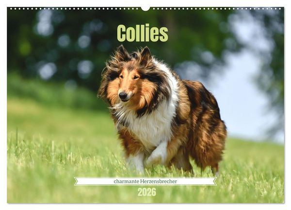 Produktbild: Collies - charmante Herzensbrecher (Wandkalender 2026 DIN A2 quer), CALVENDO Monatskalender