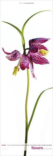 Produktbild: Flowers 2023