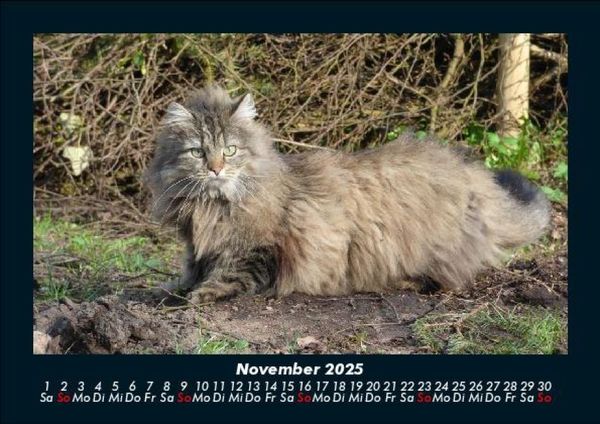 Produktbild: F&uuml;r Katzenfreunde 2025 Fotokalender DIN A5