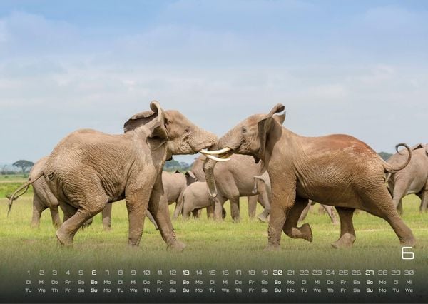 Produktbild: Elefanten - einzigartige Giganten - 2027 - Kalender DIN A3