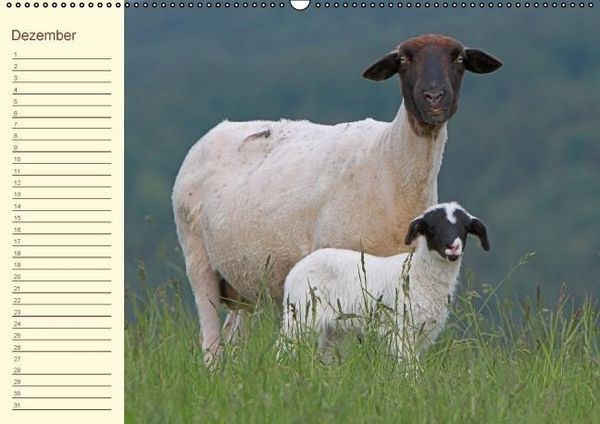 Produktbild: Der wollige Geburtstagskalender (Wandkalender immerw&auml;hrend DIN A2 quer)