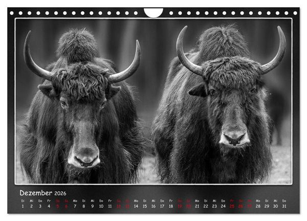 Produktbild: Tieren ins Gesicht geschaut (Wandkalender 2026 DIN A4 quer), CALVENDO Monatskalender