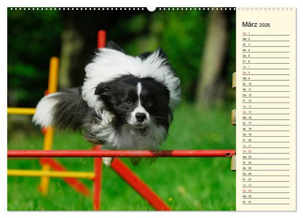 Produktbild: Border Collie 2026 (hochwertiger Premium Wandkalender 2026 DIN A2 quer), Kunstdruck in Hochglanz