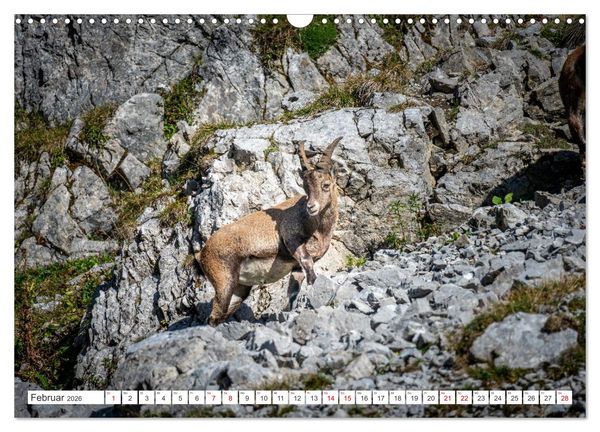 Produktbild: Steinb&ouml;cke - Majest&auml;tische Tiere der Alpen (Wandkalender 2026 DIN A3 quer), CALVENDO Monatskalender