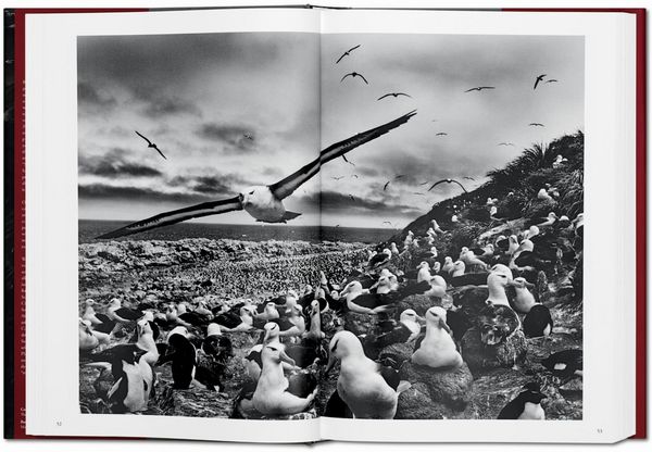 Produktbild: Sebasti&atilde;o Salgado. Genesis