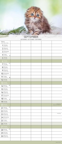 Kätzchen 2026 Familienplaner - Familienkalender - Wandkalender - 19,5x45