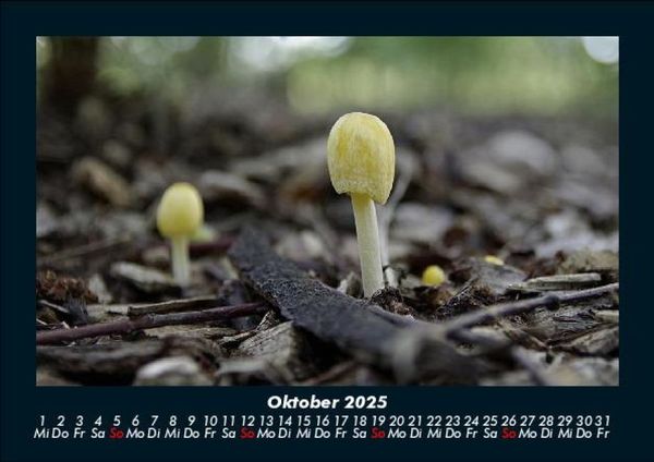 Produktbild: Pilzkalender 2025 Fotokalender DIN A5