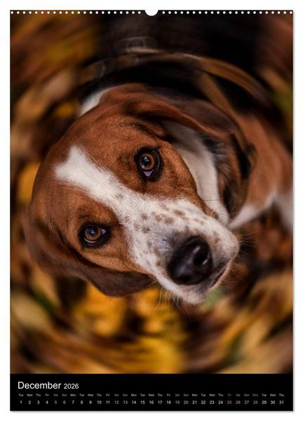 Produktbild: Beagles in action (High Quality Premium Wall Calendar 2026 DIN A2 portrait),CALVENDO 12 Month Wall Calendar