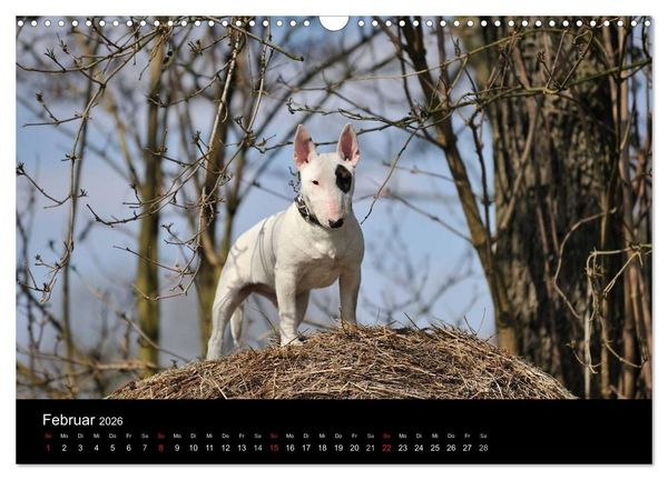 Produktbild: Bullterrier 2026 - Kleine Clowns mit gro&szlig;em Herz (Wandkalender 2026 DIN A3 quer), CALVENDO Monatskalender
