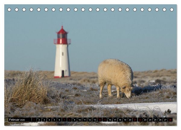 Produktbild: Schafe auf Sylt (Tischkalender 2026 DIN A5 quer), CALVENDO Monatskalender