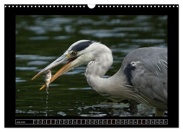 Produktbild: The heron parade (Wall Calendar 2026 DIN A3 landscape), CALVENDO 12 Month Wall Calendar
