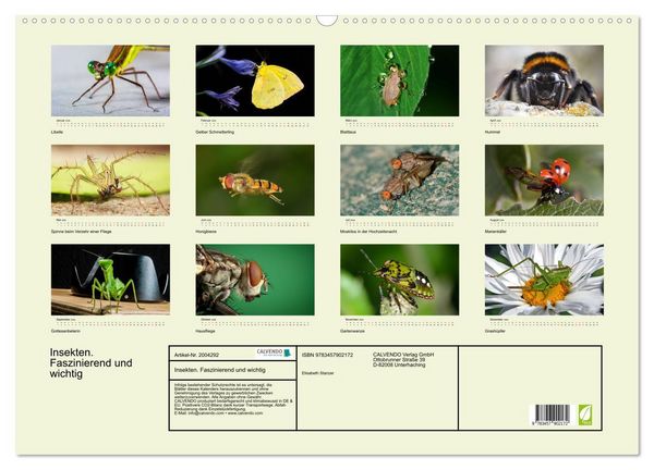 Produktbild: Insekten. Faszinierend und wichtig (Wandkalender 2026 DIN A2 quer), CALVENDO Monatskalender