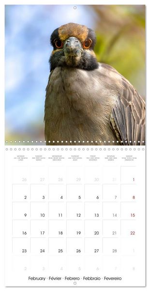 Produktbild: The beauty of herons and egrets (Wall Calendar 2026 12 &times; 12 Inch) CALVENDO 12 Month Wall Calendar