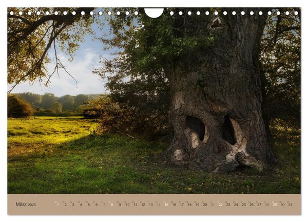 Produktbild: Unser Wald - Magische Sichten in norddeutsche W&auml;lder (Wandkalender 2026 DIN A4 quer), CALVENDO Monatskalender