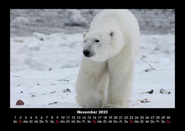 Produktbild: Pinguine & Eisb&auml;ren 2025 Fotokalender DIN A3