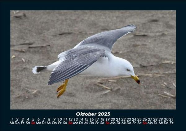 Produktbild: M&ouml;wen 2025 Fotokalender DIN A5