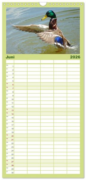 Produktbild: Familienplaner 2026 - Duck Power mit 5 Spalten (Wandkalender, 21 x 45 cm) CALVENDO