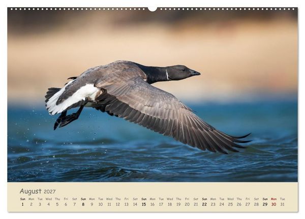 Produktbild: Wild encounters &ndash; Moments in the heart of nature (High Quality Premium Wall Calendar 2027 DIN A2 landscape),CALVENDO 12 Month Wall Calendar