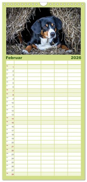 Produktbild: Familienplaner 2026 - Entlebucher Sennenhund - treue Freunde mit 5 Spalten (Wandkalender, 21 x 45 cm) CALVENDO