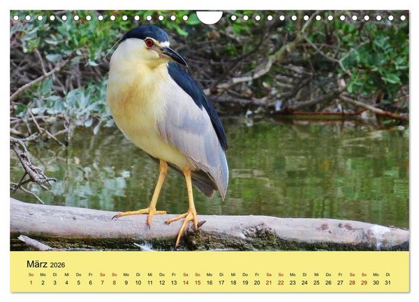 Produktbild: Flamingo und Co - Faszinierende Vogelwelt S&uuml;dfrankreichs (Wandkalender 2026 DIN A4 quer), CALVENDO Monatskalender