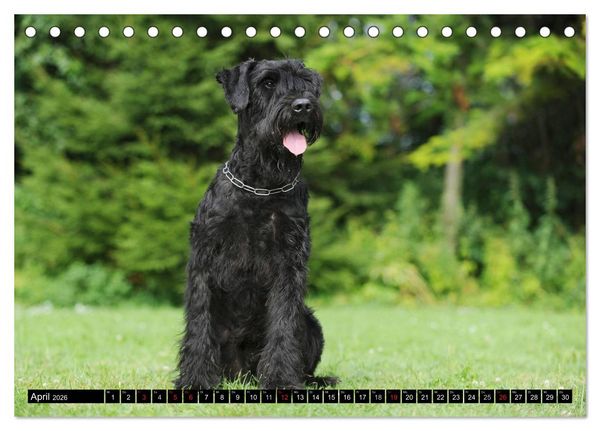 Produktbild: Treuer Freund Riesenschnauzer (Tischkalender 2026 DIN A5 quer), CALVENDO Monatskalender