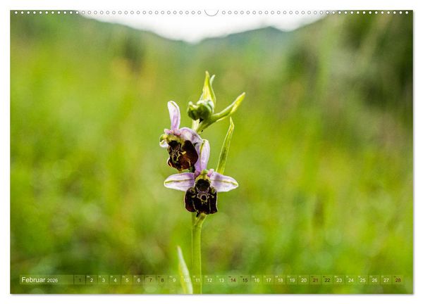 Produktbild: Orchideenzeit auf der Schw&auml;bischen Alb (hochwertiger Premium Wandkalender 2026 DIN A2 quer), Kunstdruck in Hochglanz
