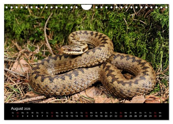Produktbild: Schlangen (Wandkalender 2026 DIN A4 quer), CALVENDO Monatskalender