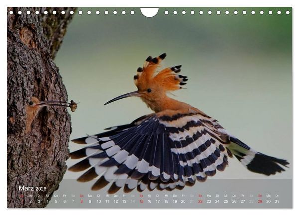 Produktbild: Wiedehopf (Wandkalender 2026 DIN A4 quer), CALVENDO Monatskalender