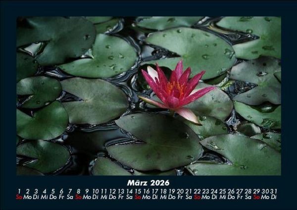 Produktbild: Rosen-Kalender 2026 Fotokalender DIN A5