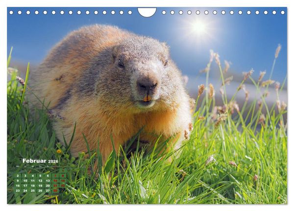 Produktbild: Gro&szlig;glockner wundersch&ouml;ne Berg- und Tierwelt (Wandkalender 2026 DIN A4 quer), CALVENDO Monatskalender