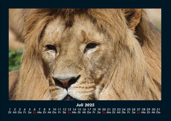 Produktbild: L&ouml;wen in der Wildnis 2025 Fotokalender DIN A4