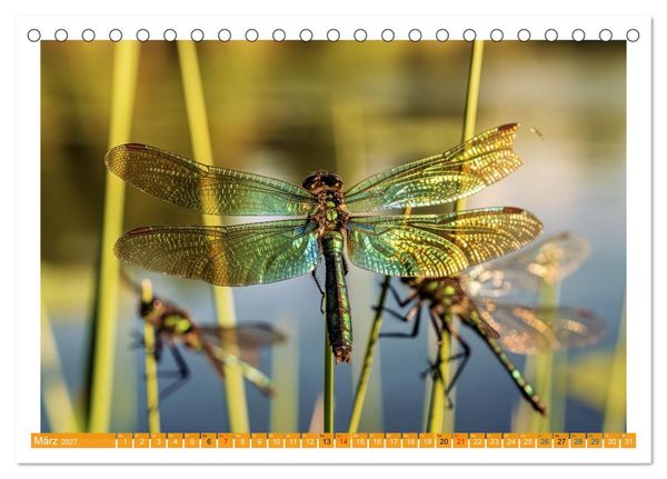 Produktbild: Prachtlibellen am Teich (Tischkalender 2027 DIN A5 quer), CALVENDO Monatskalender