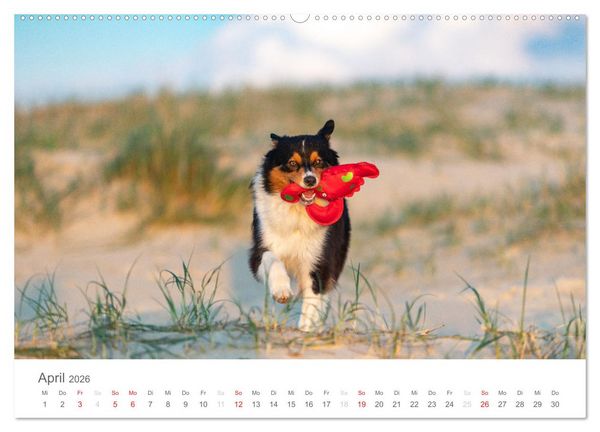 Produktbild: Australian Shepherd 2026 (Wandkalender 2026 DIN A2 quer), CALVENDO Monatskalender