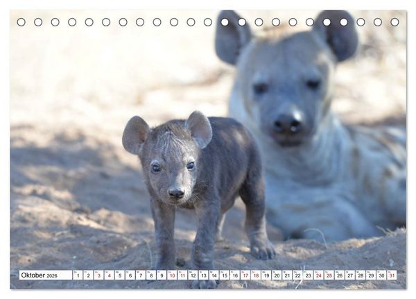 Produktbild: Hy&auml;nen - gro&szlig; und klein (Tischkalender 2026 DIN A5 quer), CALVENDO Monatskalender