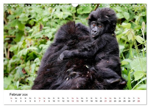 Produktbild: UGANDA - Berggorillas & Chimps (Wandkalender 2026 DIN A3 quer), CALVENDO Monatskalender