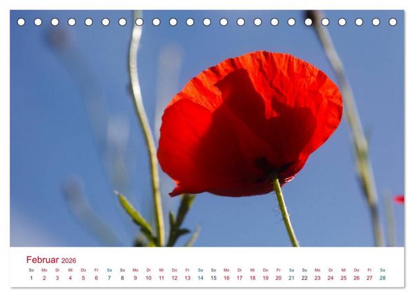 Produktbild: Mohnblumen (Tischkalender 2026 DIN A5 quer), CALVENDO Monatskalender