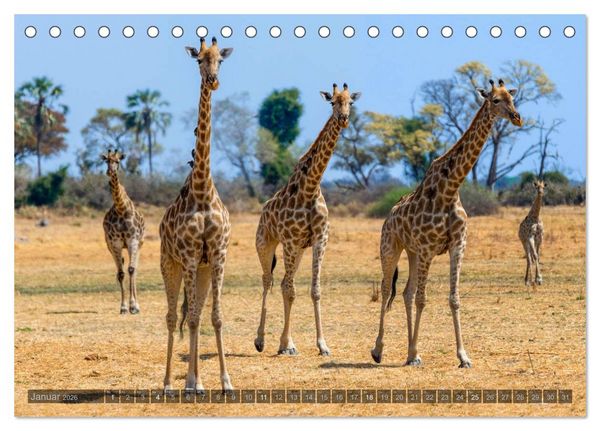 Produktbild: Botswana &ndash; Landschaft und Tierwelt (Tischkalender 2026 DIN A5 quer), CALVENDO Monatskalender