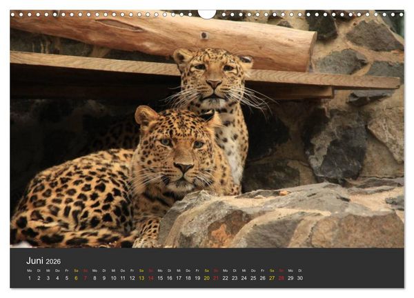 Produktbild: Tierpark-Gera (Wandkalender 2026 DIN A3 quer), CALVENDO Monatskalender