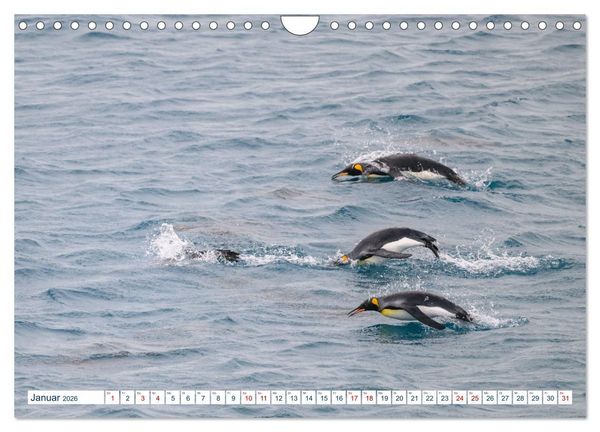 Produktbild: S&uuml;dgeorgien - Abgelegenes Naturparadies (Wandkalender 2026 DIN A4 quer), CALVENDO Monatskalender