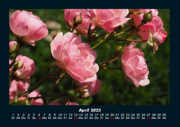 Produktbild: Rosen-Kalender 2025 Fotokalender DIN A4