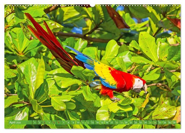 Produktbild: Farbenfrohe Papageien (hochwertiger Premium Wandkalender 2026 DIN A2 quer), Kunstdruck in Hochglanz