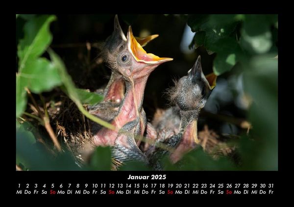 Produktbild: Vogelparadies 2025 Fotokalender DIN A3