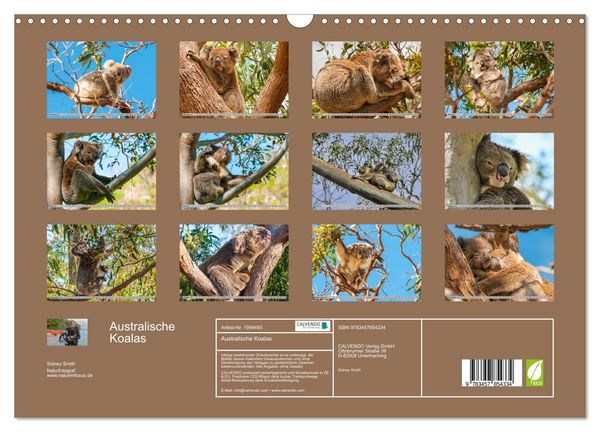 Produktbild: Australische Koalas (Wandkalender 2026 DIN A3 quer), CALVENDO Monatskalender