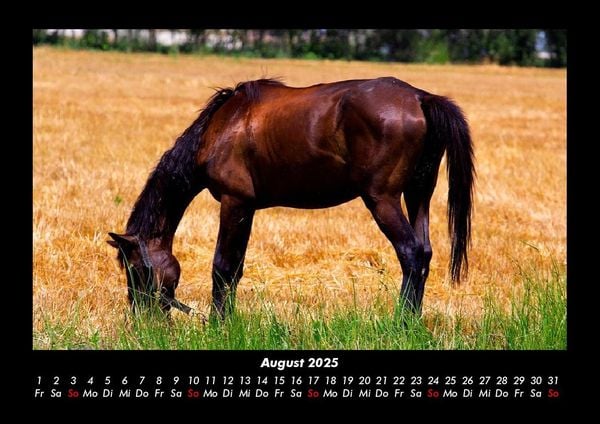 Produktbild: Pferdetraum 2025 Fotokalender DIN A3