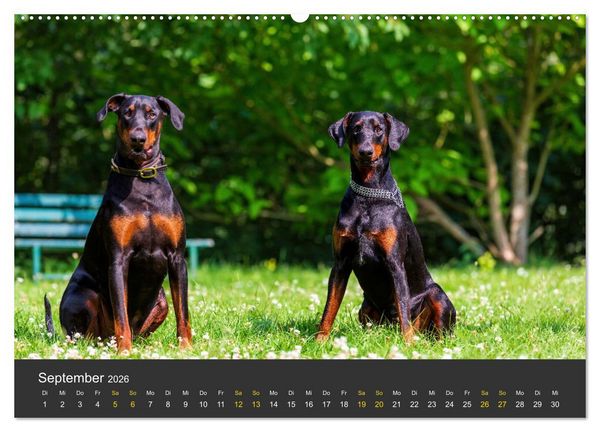 Produktbild: Dobermann 2026 (Wandkalender 2026 DIN A2 quer), CALVENDO Monatskalender